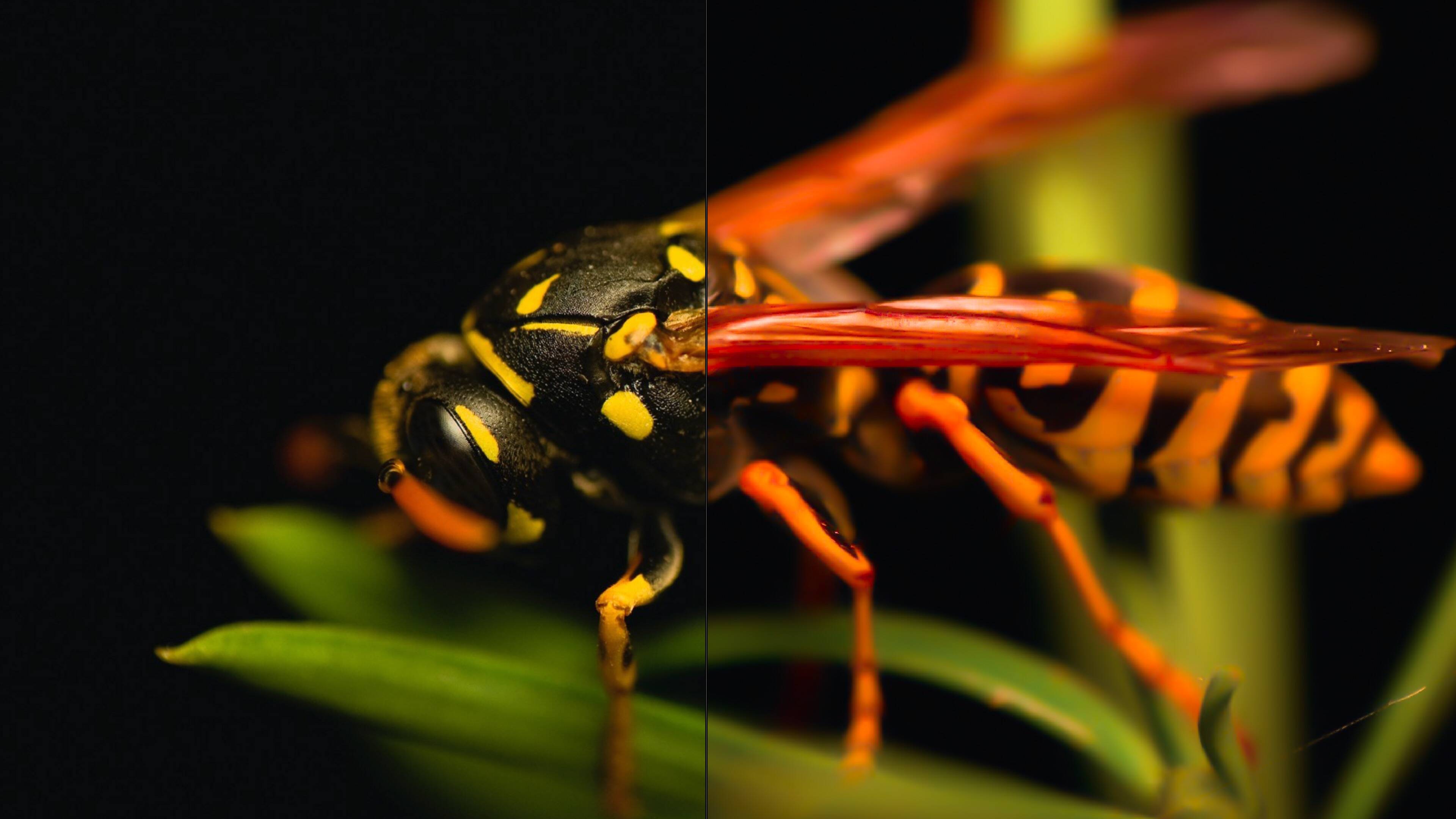 15种昆虫摄影照片Lr预设