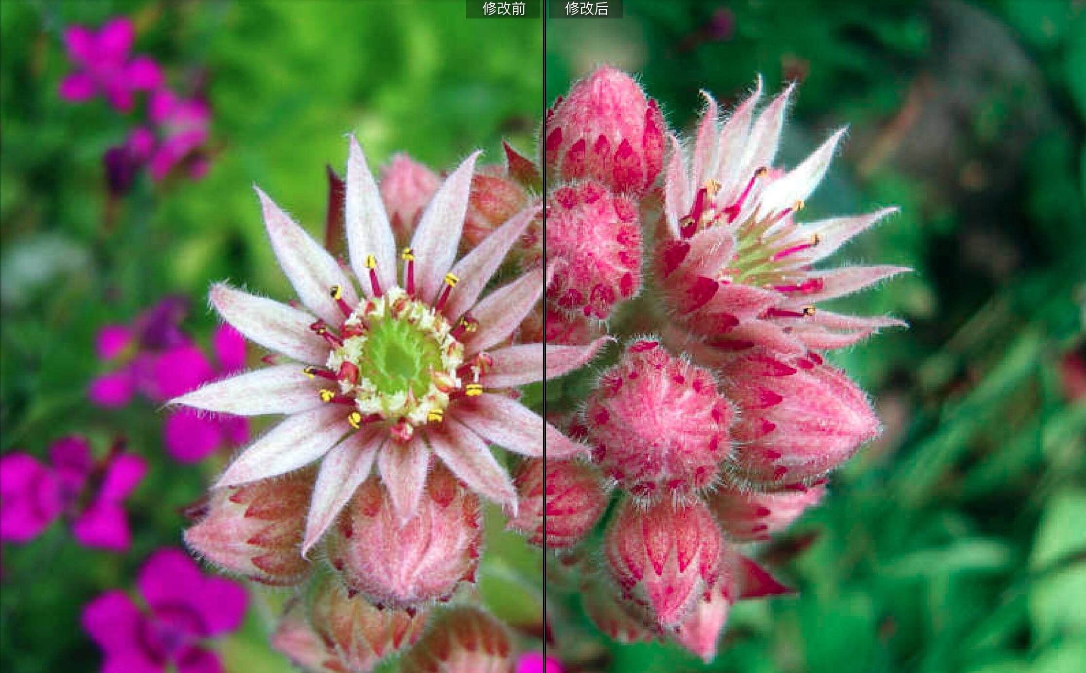4种花卉植物微距拍摄LR预设