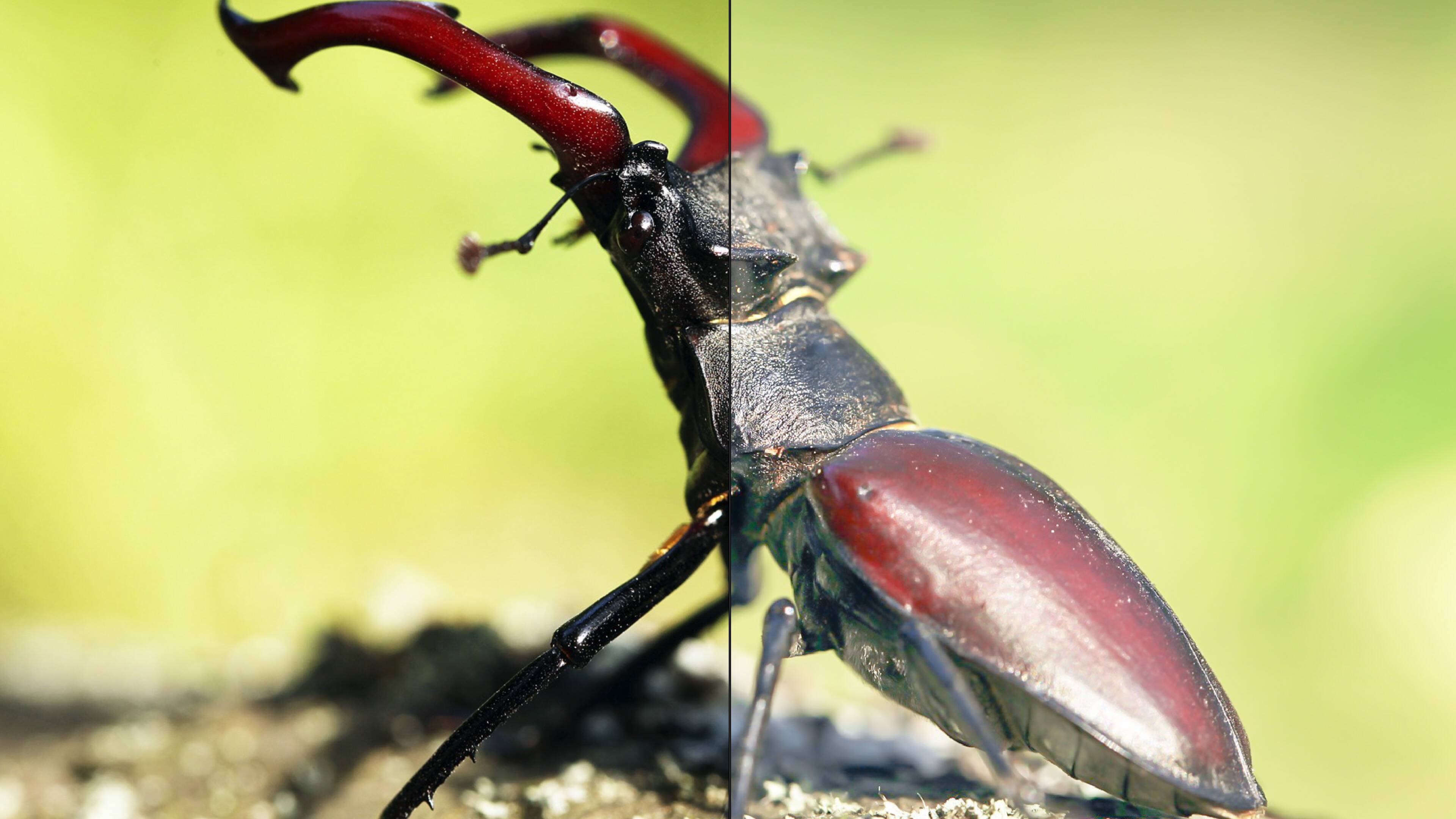 20种昆虫微距拍摄LR调色预设