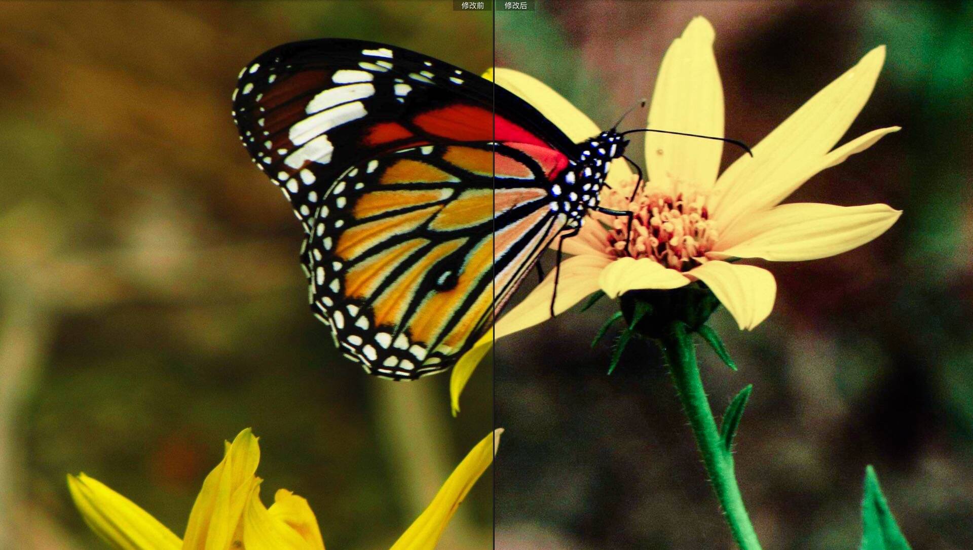 20种微距摄影昆虫世界Lightroom预设