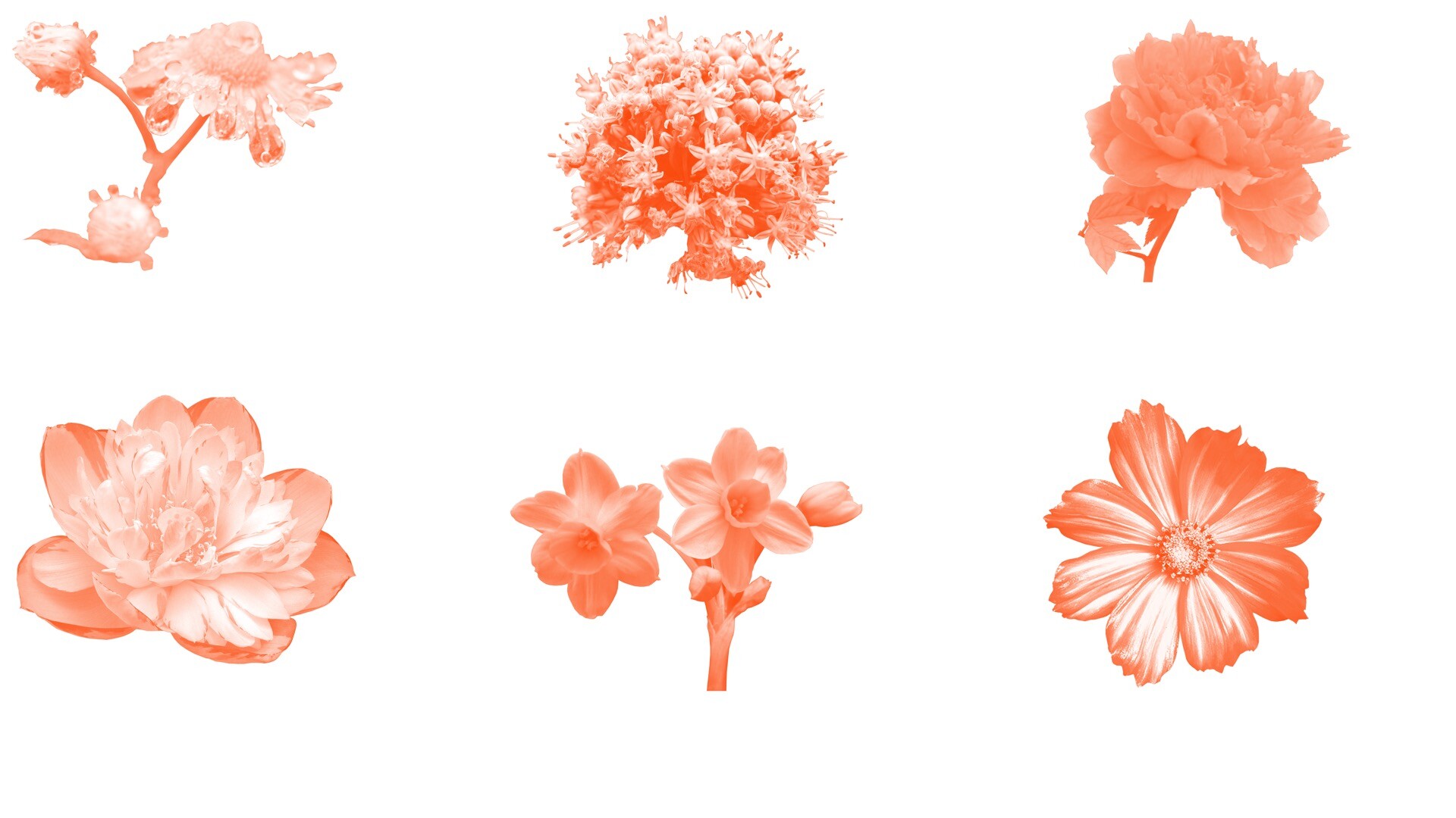 鲜花花朵图案PS笔刷