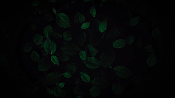 黑暗中的树叶动态壁纸