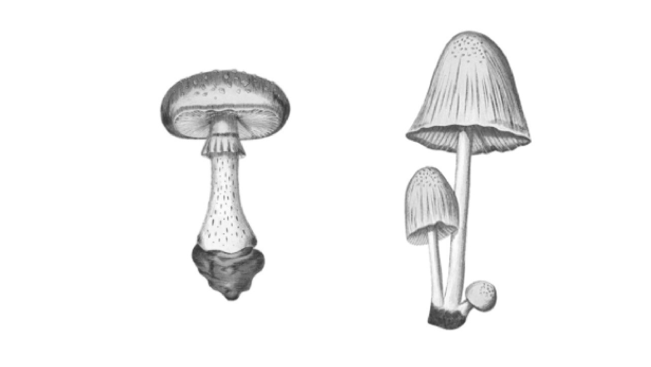 复古蘑菇图案PS笔刷