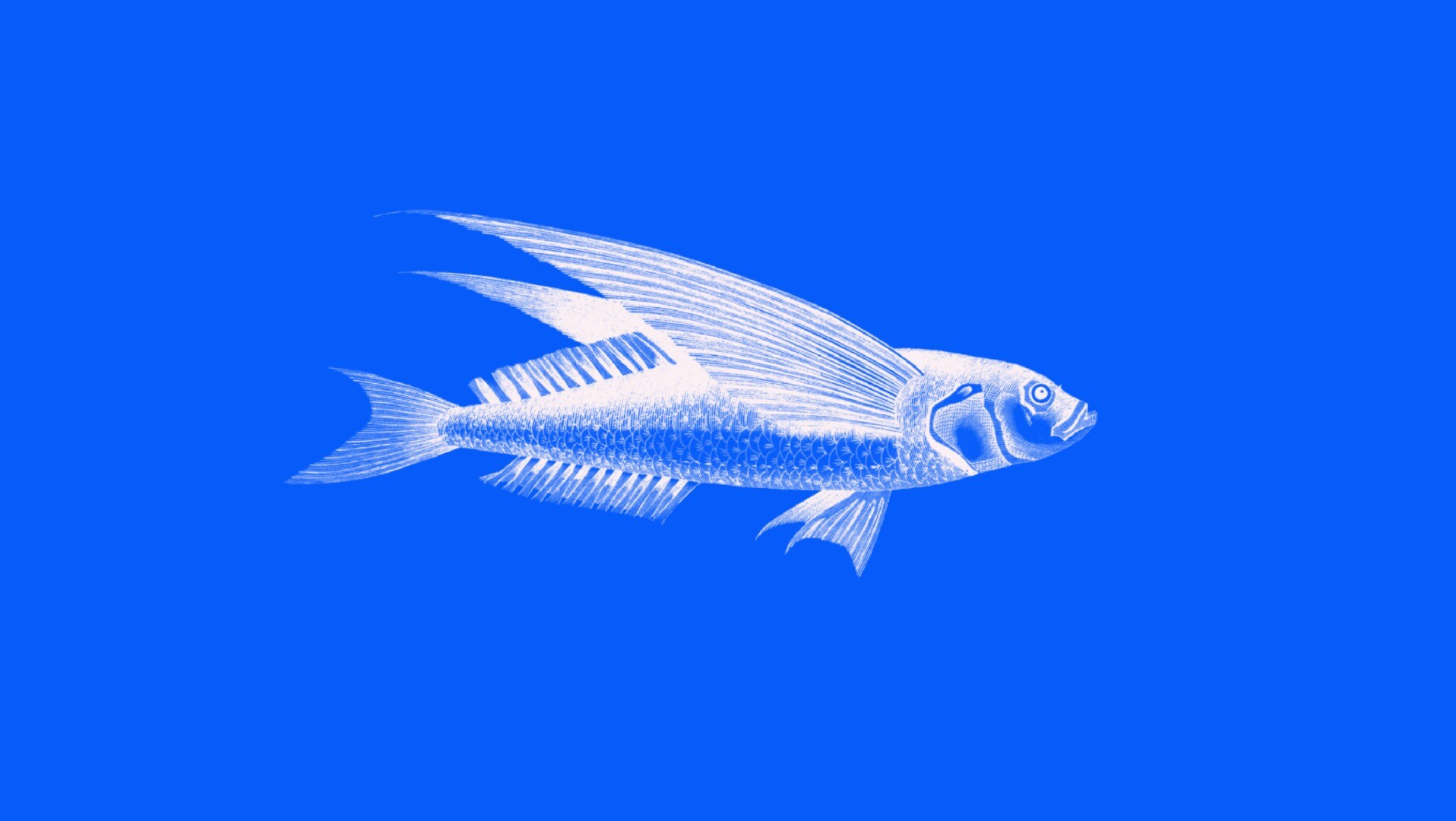 海洋动物插图效果PS笔刷