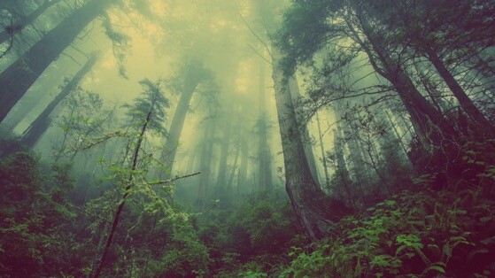 forest神秘感十足的森林风景壁纸