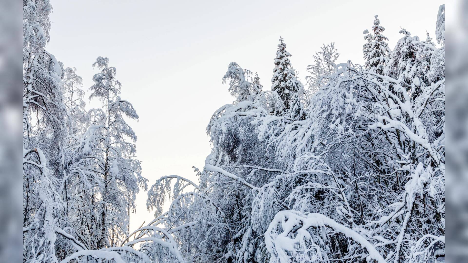 挪威冬季森林高清桌面壁纸