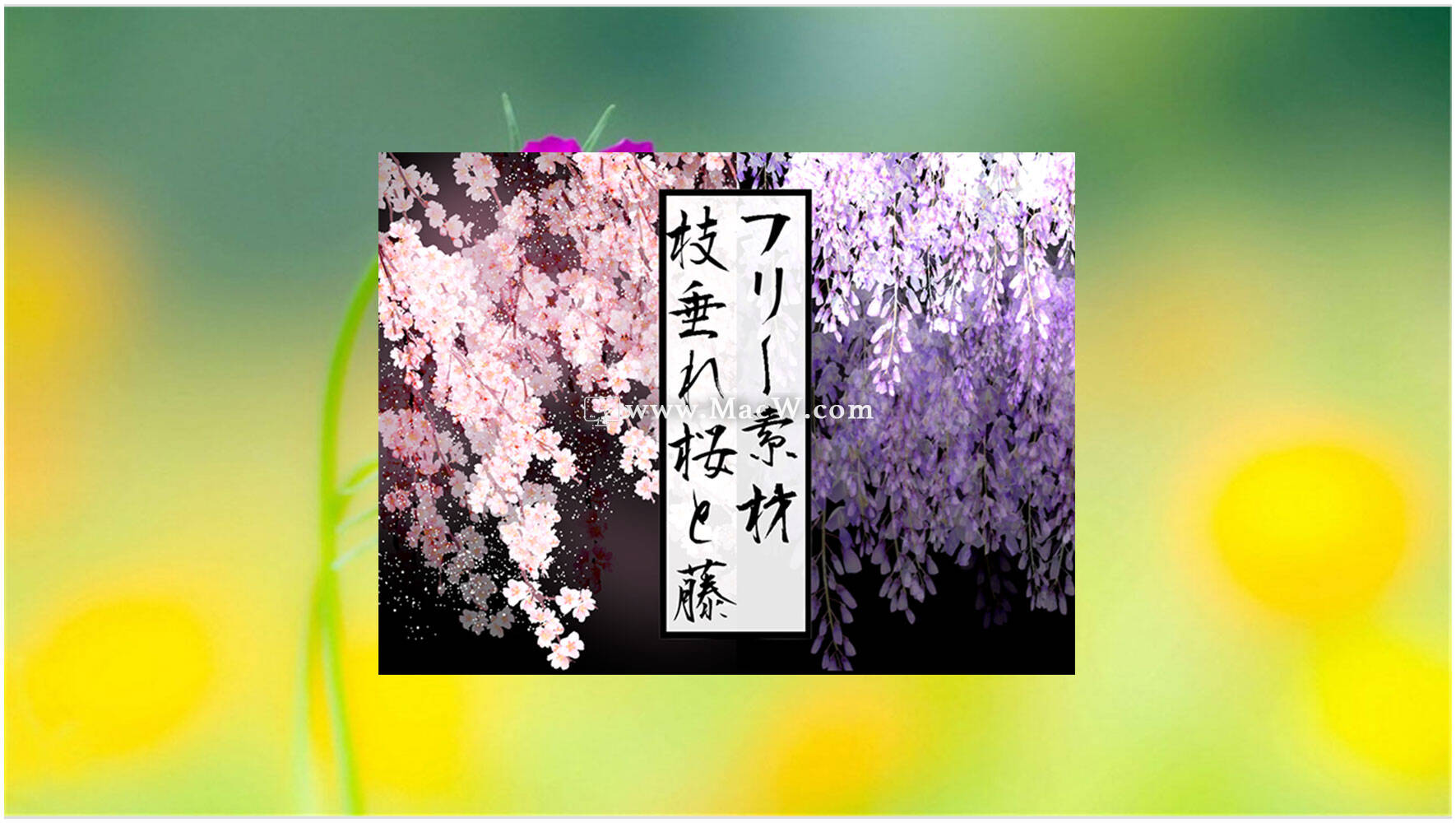 13款樱花和紫藤PNG图片素材