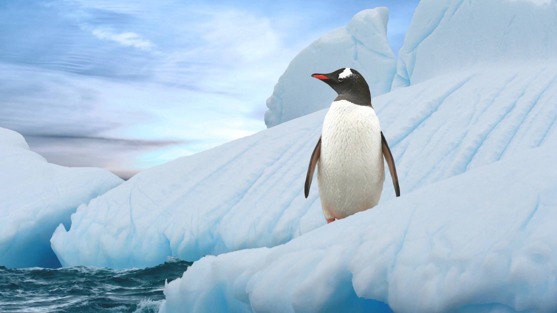 南极阿德利企鹅Mac高清动态壁纸