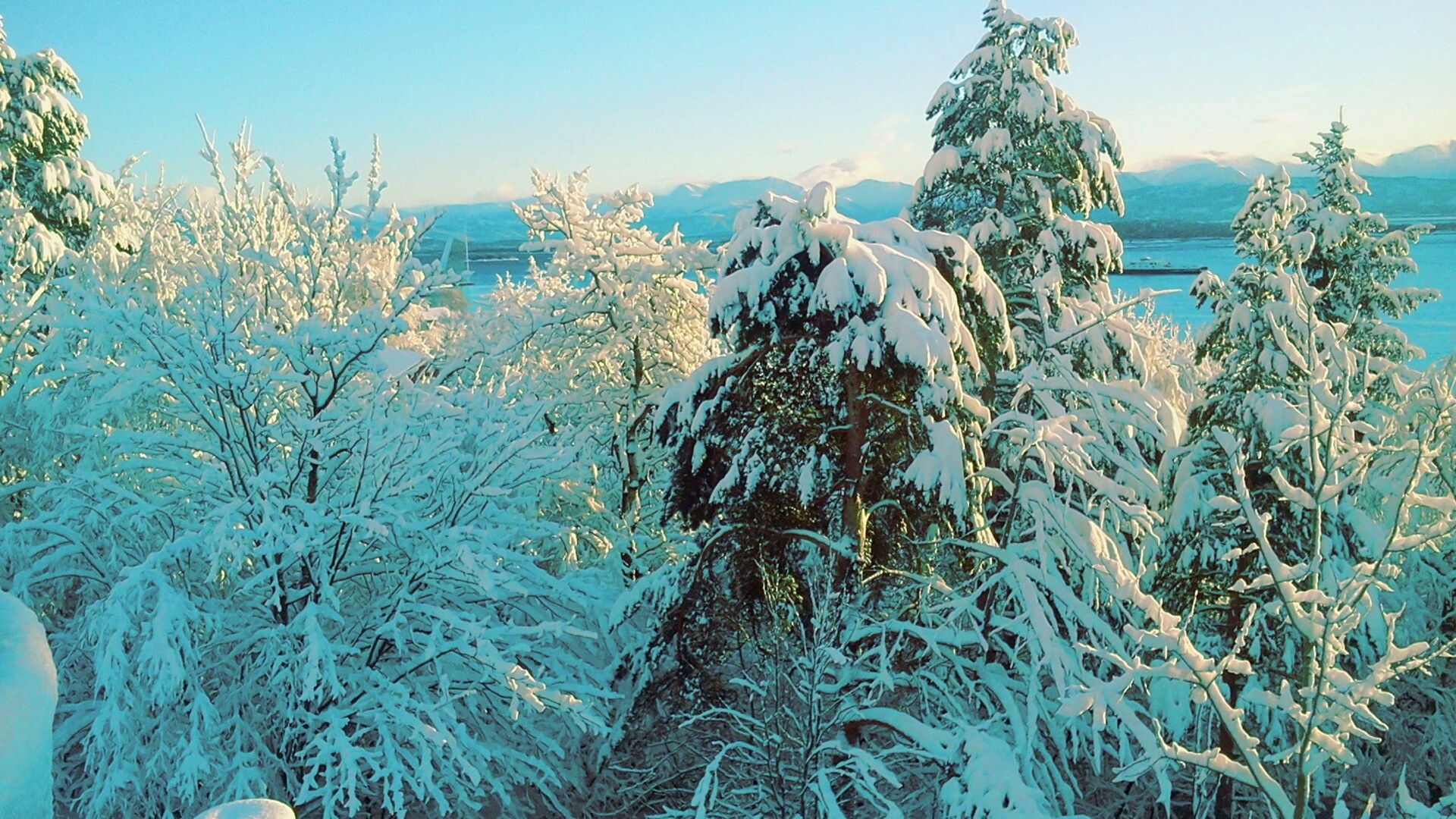 冬季树木积雪色调渐变动态壁纸