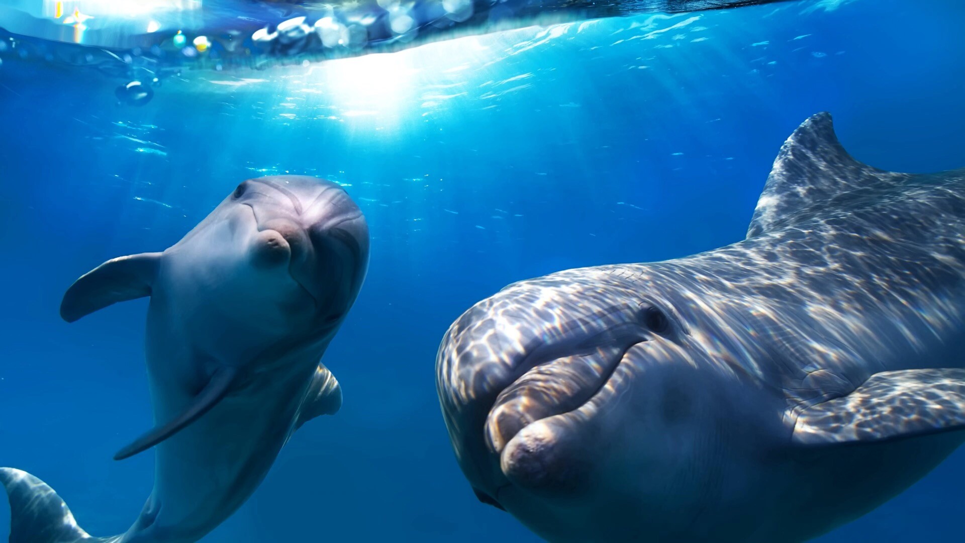 可爱的海豚高清动态MAC壁纸Dolphin