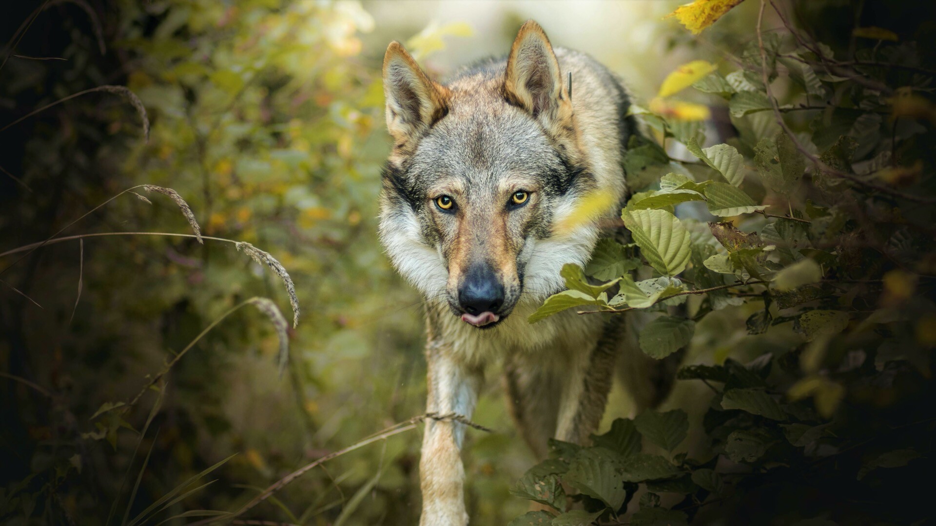 依靠团体力量的捕猎能手——狼（动物专题）！！！_重庆论坛_太平洋汽车网论坛
