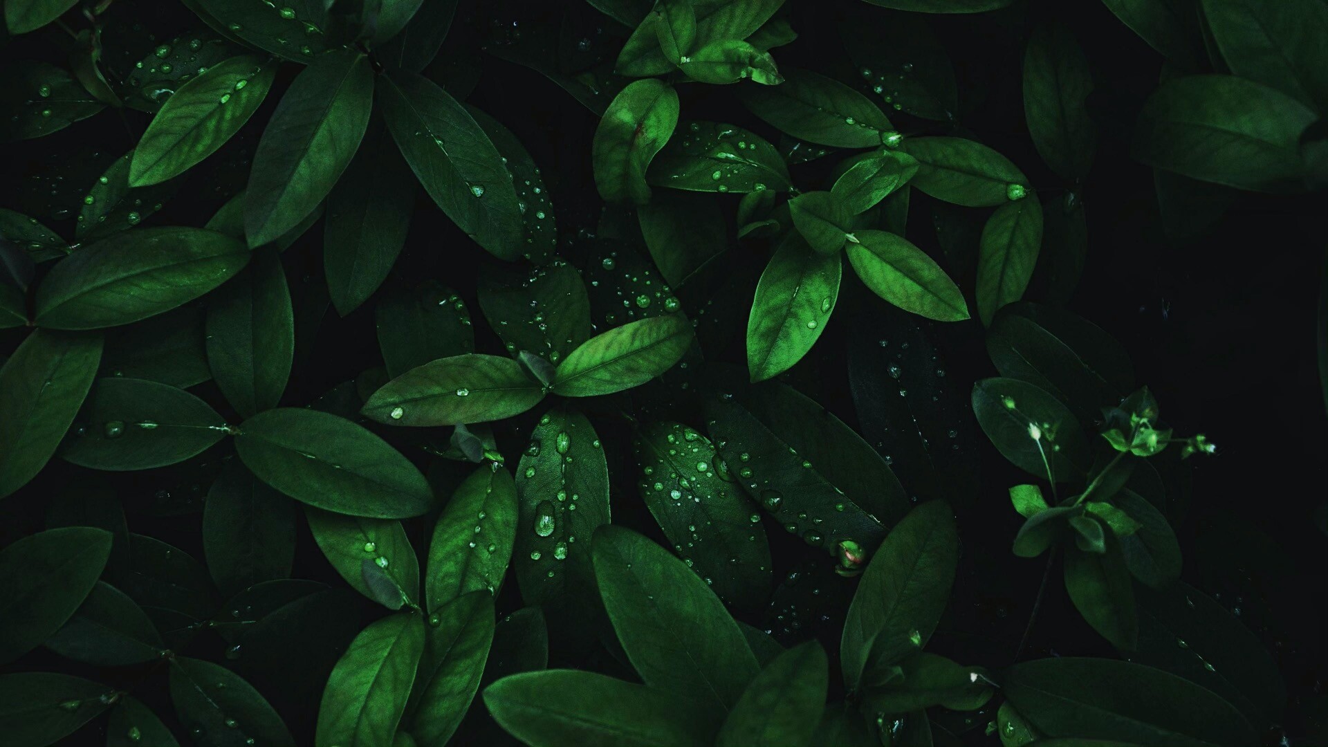 绿色植物上的露水动态壁纸