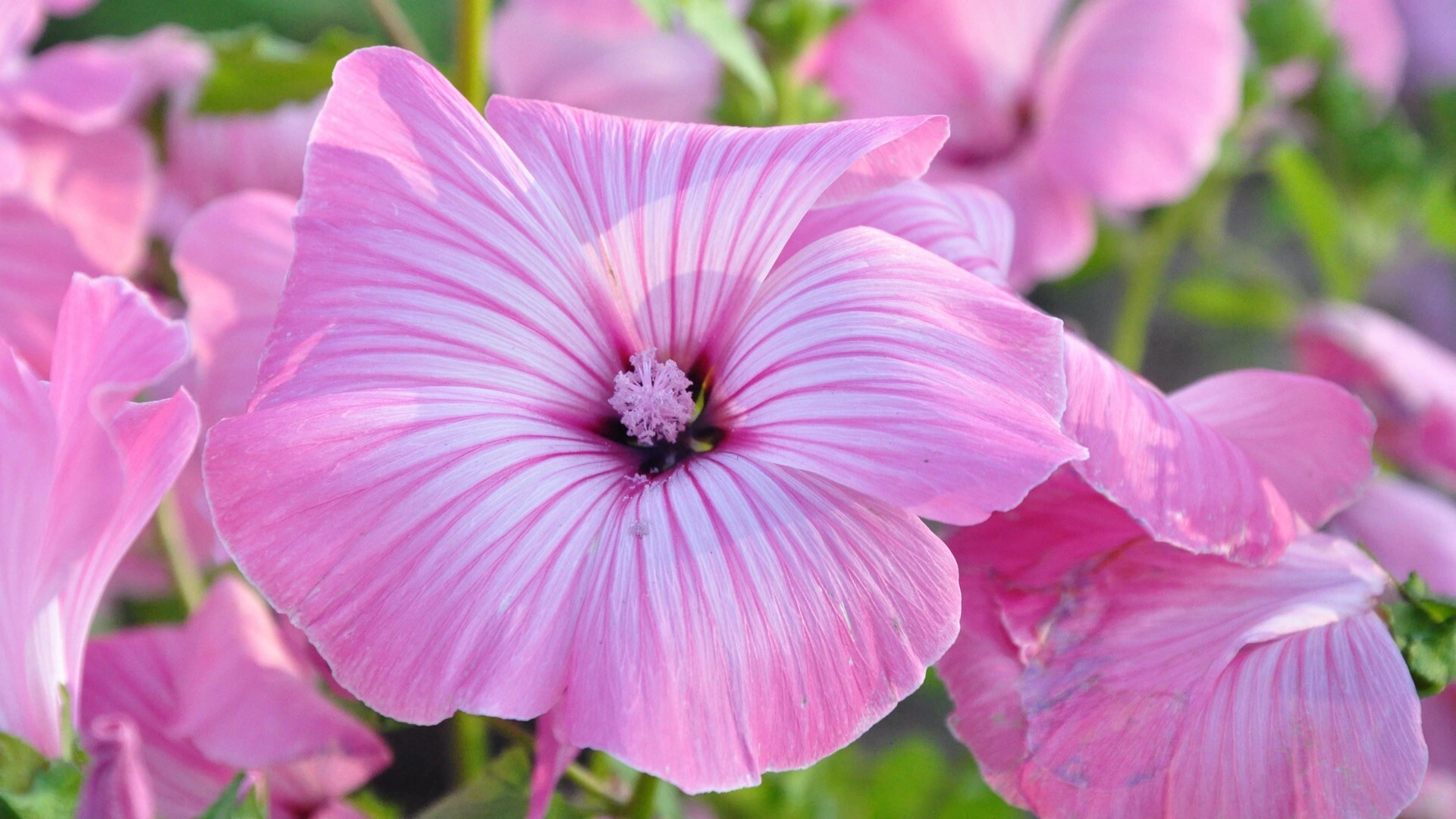 漂亮的粉色花朵动态MAC壁纸