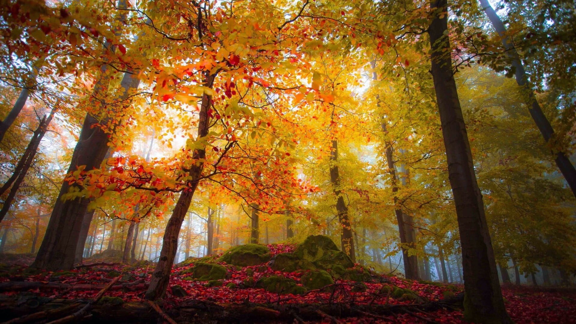 多彩的秋季森林高清壁纸