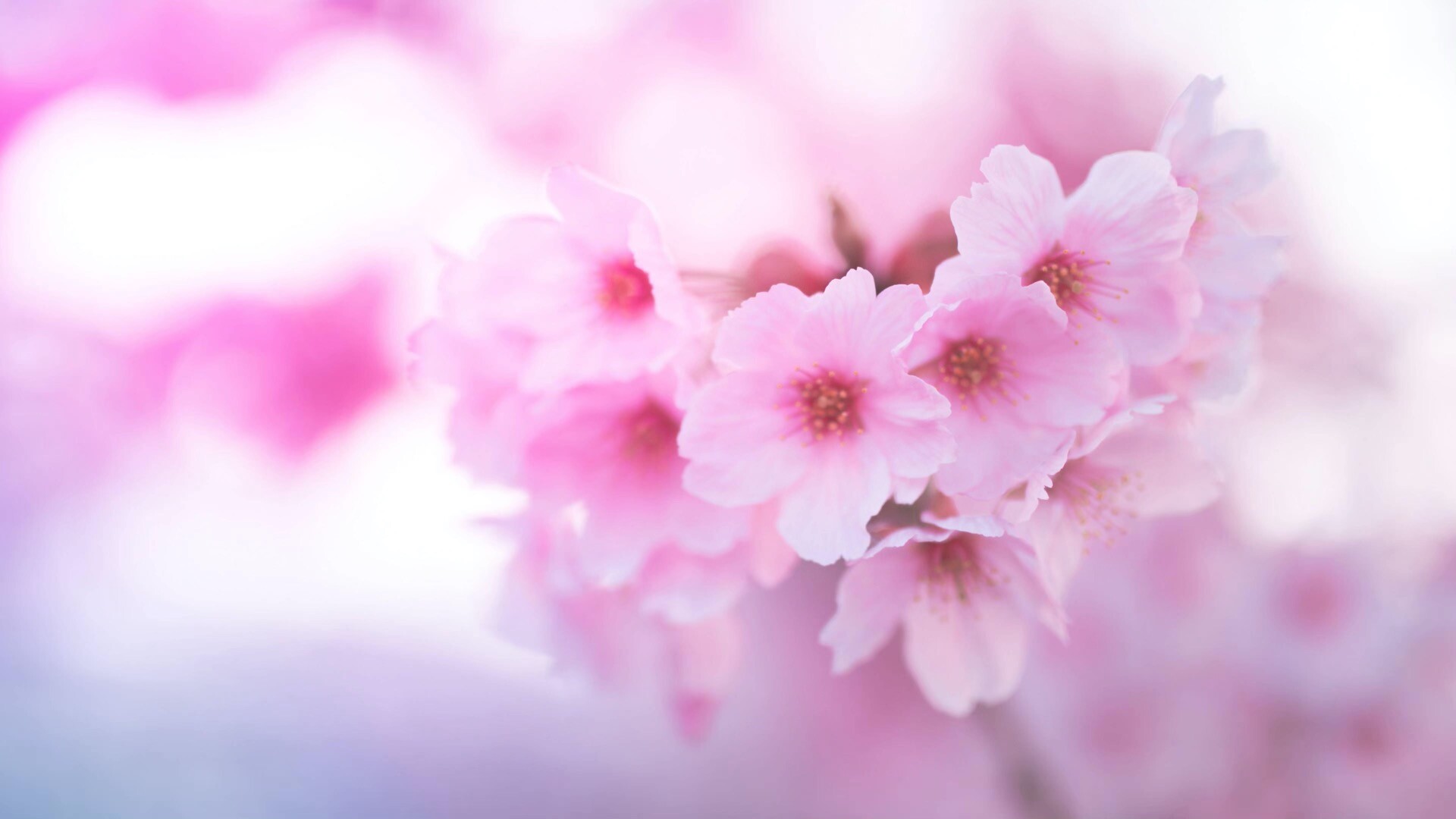 粉色的美丽樱花动态壁纸