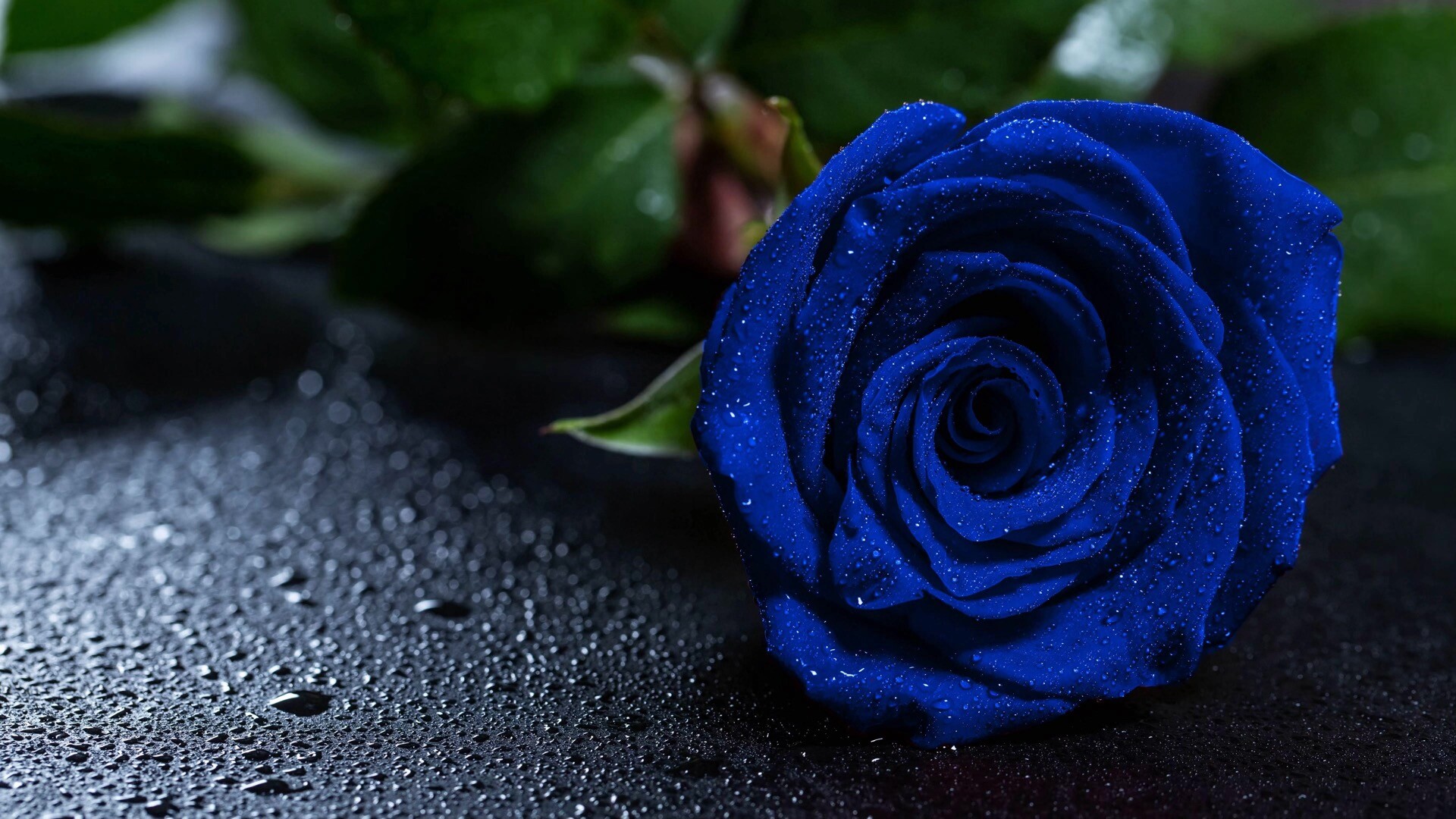 蓝色玫瑰图片素材-编号35879815-图行天下