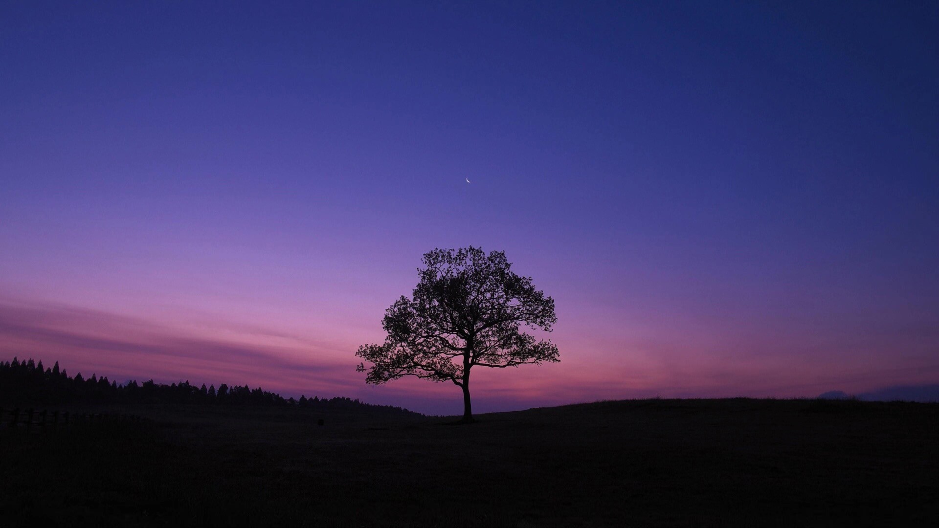 夕阳后唯美的树风景壁纸
