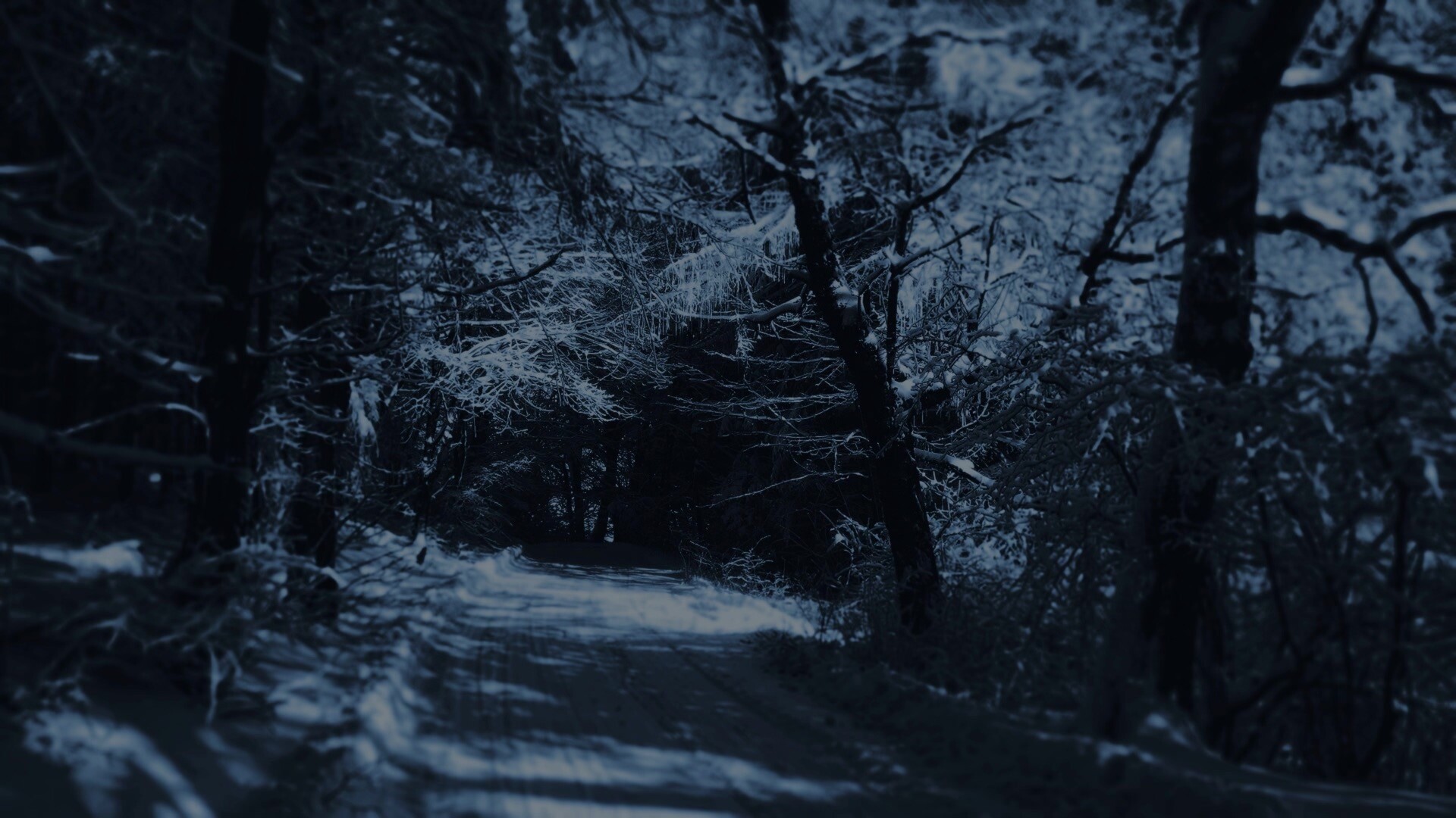 美丽的冬季森林小路Mac壁纸