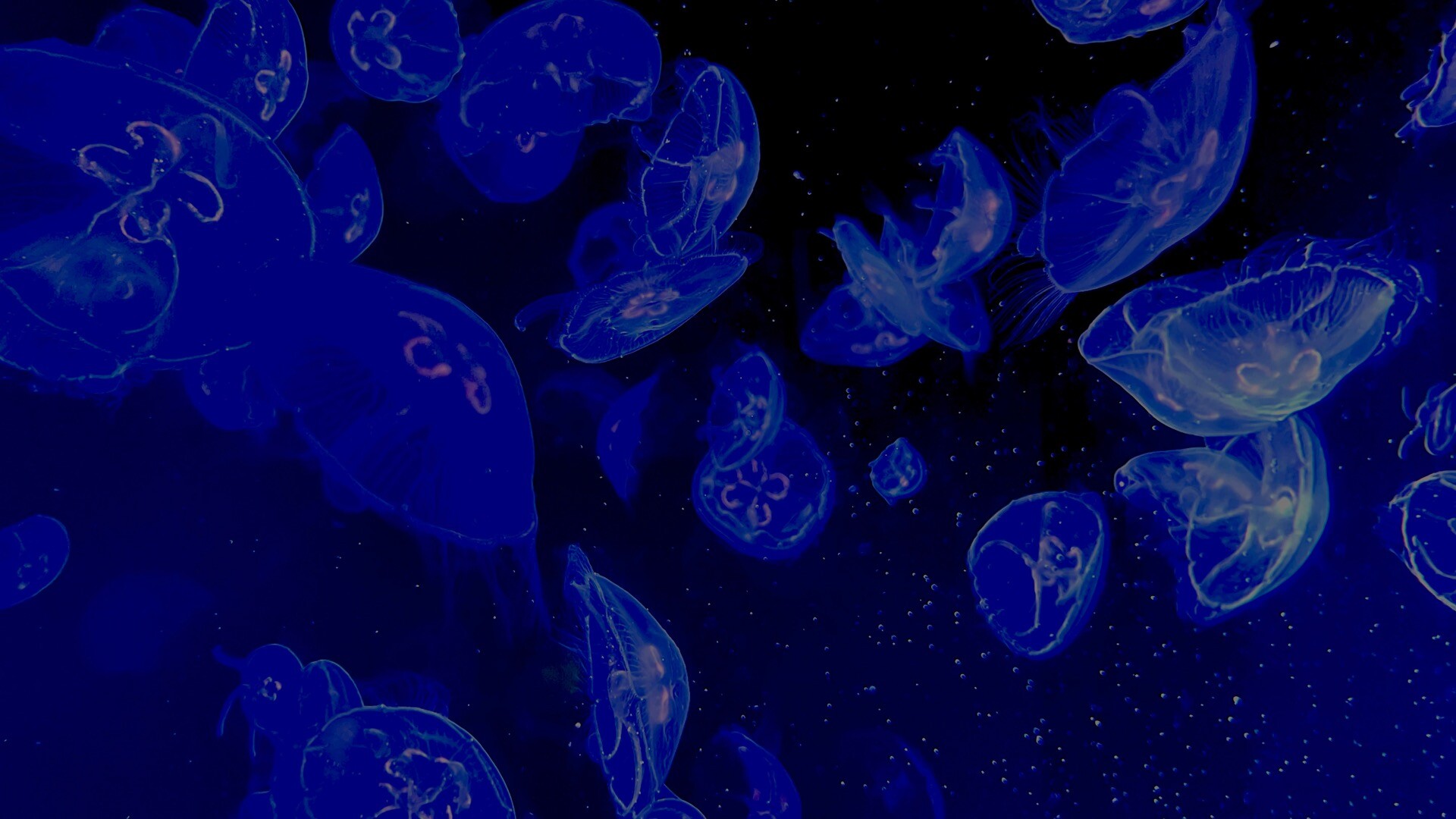Quallen蓝色水母主题Mac动态壁纸