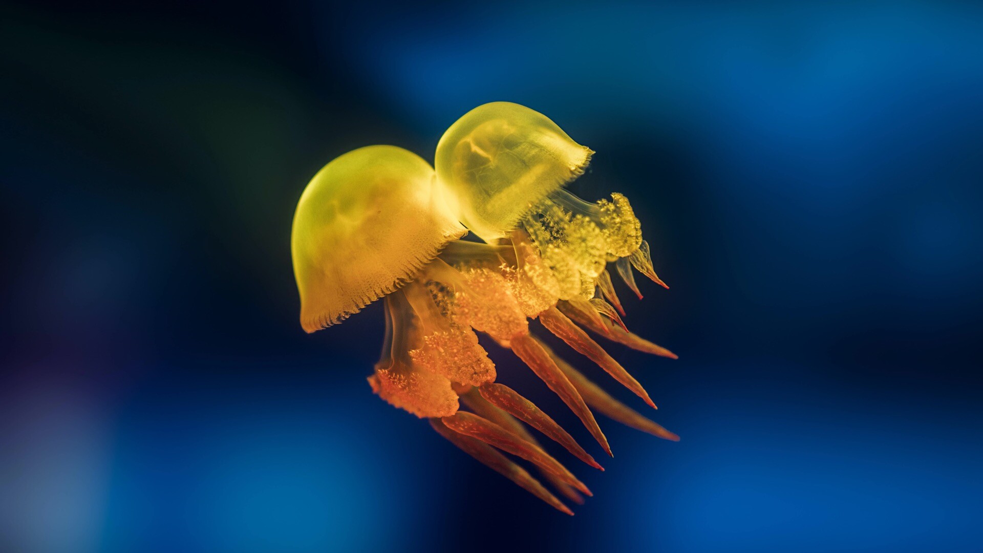 Jellyfish timed美丽的水母Mac主题壁纸
